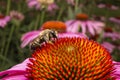 Bee collects pollen on pink flower. Macro close up of bee collecting nectar for honey Royalty Free Stock Photo