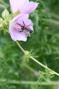 Bee collects pollen on pink flower