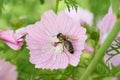 Bee collects pollen on pink flower