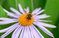 A bee collects pollen from a purple flower, close-up Royalty Free Stock Photo