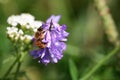 Bee collects pollen from the purple flower of tufted vetch Royalty Free Stock Photo