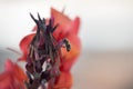 The bee collects the pollen from the red flower. Macro. Background in blur. Royalty Free Stock Photo