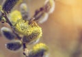 Bee collects pollen on spring willow flowers Royalty Free Stock Photo