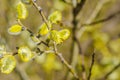 Bee collects pollen on spring willow flowers Royalty Free Stock Photo