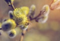 Bee collects pollen on spring willow flowers Royalty Free Stock Photo