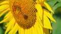 Close up of bee collecting pollen on sunflower. Summer background