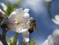 The bee Collects  The Pollen On The  Sweet Cherry Tree In Spring Royalty Free Stock Photo