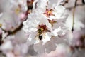 Bee collects pollen from white flowers in orchard. Flowering apple tree in spring. Branch with blossoms in sunlight. Blooming tree Royalty Free Stock Photo