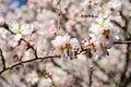 Bee collects pollen from white flowers in orchard. Flowering apple tree in spring. Branch with blossoms in sunlight. Blooming tree Royalty Free Stock Photo