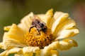 A bee collects pollen on a withering zinnia flower on a sunny autumn day Royalty Free Stock Photo