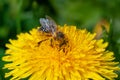 A bee collects pollen on a yellow dandelion. Pollination of a spring flower Royalty Free Stock Photo