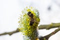 bee collects pollen on a yellow spring flower. willow branch with yellow spring flowers. delicate willow flowers in spring. Active Royalty Free Stock Photo