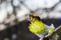 bee collects pollen on a yellow spring flower. willow branch with yellow spring flowers. delicate willow flowers in spring. Active Royalty Free Stock Photo