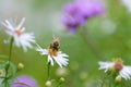 A bee collects pollens at Chalice Well, Glastonbury, England Royalty Free Stock Photo