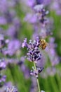 Bee collects scented lavender flower