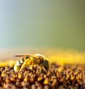 Bee collenting honey sunflower macro