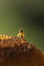 Bee collenting honey sunflower macro