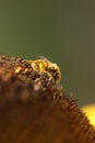 Bee collenting honey sunflower macro