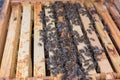 Bee colony after a cold winter Royalty Free Stock Photo