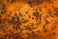 Bee colony on combs, worker bees, background Royalty Free Stock Photo