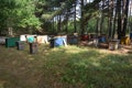 Bee colony in the forest. Colorful beehives