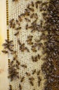 Bee colony on the honeycombs. Beekeeping and getting honey. Hive