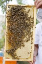 Bee colony on the honeycombs. Beekeeping and getting honey. Hive Royalty Free Stock Photo
