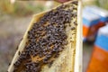 Bee colony on the honeycombs. Beekeeping and getting honey. Hive