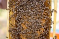 Bee colony on the honeycombs. Beekeeping and getting honey. Hive Royalty Free Stock Photo