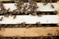 Bee colony on the honeycombs. Beekeeping and getting honey. Hive