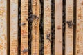 Bee colony after long and cold winter Royalty Free Stock Photo