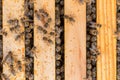 Bee colony at springtime after the cold winter Royalty Free Stock Photo