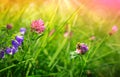 Bee on colorful clover flowers field. Nature meadow background.