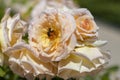 Bee. Bee on the colorful flowers of the rose garden park of the Parque del Oeste in Madrid. Background full of colorful flowers. Royalty Free Stock Photo