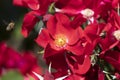 Bee. Bee on the colorful flowers of the rose garden park of the Parque del Oeste in Madrid. Background full of colorful flowers. Royalty Free Stock Photo