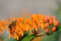 Bee on colorful orange Butterfly Weed Royalty Free Stock Photo