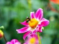 Bee on a colorful single blooming Peony pink and white Dahlia with broad and flat petals and green bokeh leaf background Royalty Free Stock Photo