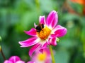 Bee on a colorful single blooming Peony pink and white Dahlia with broad and flat petals and green bokeh leaf background Royalty Free Stock Photo