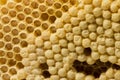 Bee combs with bee eggs and young bees - drones Royalty Free Stock Photo