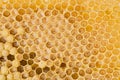 Bee combs with bee eggs and young bees - drones Royalty Free Stock Photo