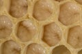 Bee combs with bee eggs and young bees - drones Royalty Free Stock Photo