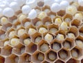 Bee combs with bee eggs close up