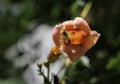 Bee comes out of the flower cup