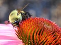 Bee on the cone flower. Royalty Free Stock Photo