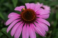 Bee on Cone Flower Royalty Free Stock Photo