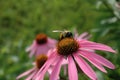 Bee on a Cone Flower Royalty Free Stock Photo