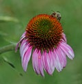 Bee on the coneflower Royalty Free Stock Photo