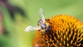 Bee on Coneflower 16to9 wall picture