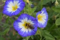 Bee on Convolvulus tricolor Royalty Free Stock Photo