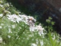Bee on the coriander flowering